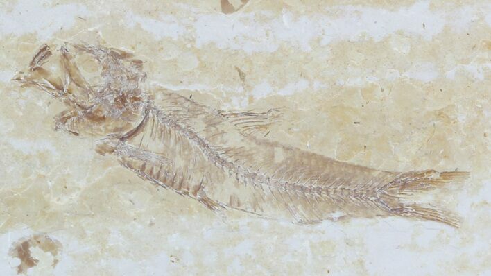 Knightia Fossil Fish - Wyoming #55341